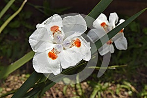 African iris, Fortnight lily or Morea iris, Dietes iridioides, on garden, Rio photo