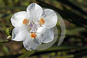 African iris, Fortnight lily or Morea iris, Dietes iridioides, on garden, Rio photo