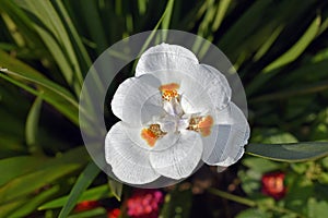 African iris, Fortnight lily or Morea iris flower in Teresopolis, Brazil