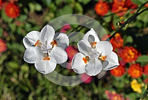 African iris, Fortnight lily or Morea iris flowers photo