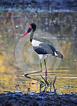 African jabiru