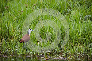 African jacana