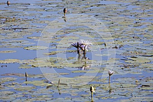 African jacana, Acanthophilornis africanus, looking for food between water lilies, Bwabwata, Botswana