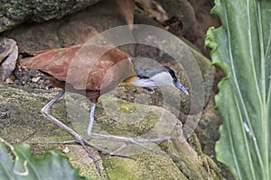 The African jacana Actophilornis africana photo