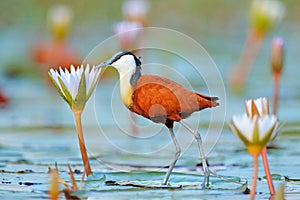 African jacana, Actophilornis africana, colorful african wader with long toes next to violet water lily in shallow water of season