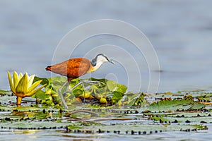 African jacana Actophilornis africanus adult walking on lily pads on the Nile, Murchison Falls National Park, Uganda. photo