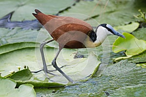 African jacana Actophilornis africanus closeup walking on water lily pads photo