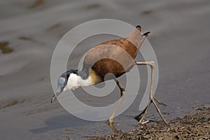 The African jacana, Actophilornis africanus at Kruger National Park photo