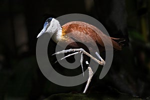 African Jacana, Actophilornis africanus with large webbed foot photo