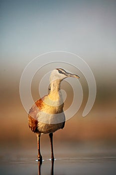 The African jacana Actophilornis africanus in the shallow lagoon photo