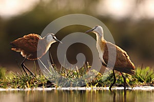 The African jacana Actophilornis africanus in the shallow lagoon. A pair of Jacana stand in shallow water photo