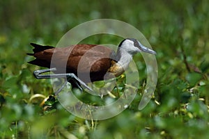 The African Jacana or Actophilornis africanus photo