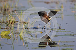 African Jacana (Actophilornis africanus) walking on lily leaves