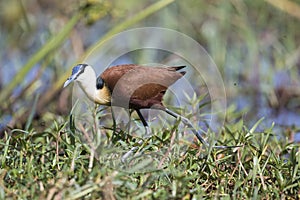 African Jacana (Actophilornis africanus) walking photo