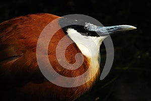 African jacana