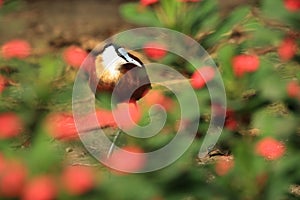 African jacana