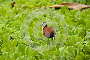 African jacana bird