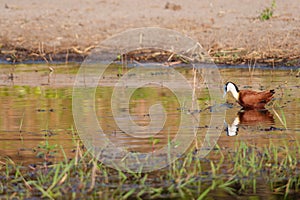 African Jacana bird wading in the serene waters of Chobe National Park in Botswana