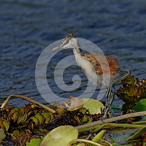 African Jacana chick on lilies