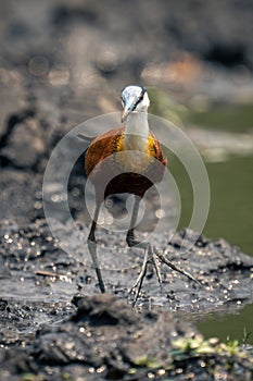 African jacana crosses muddy shallows towards camera