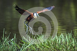 African jacana in Kruger National park, South Africa