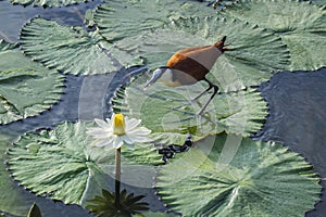 African jacana in Kruger National park, South Africa