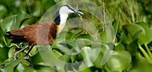 African jacana, Lake Naivasha, Kenya