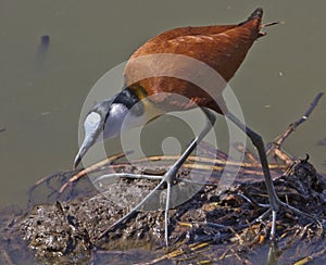 African Jacana - Lake Panic KNP