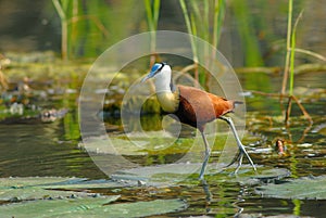 African Jacana or Lily-Trotter