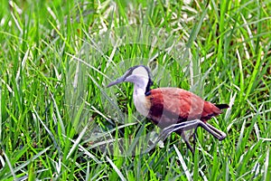 African jacana, Mabamba Bay, Uganda