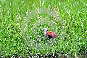 African jacana, Mabamba Bay, Uganda