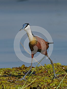African Jacana male on lilies