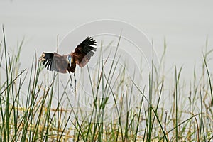 African Jacana in mid flight