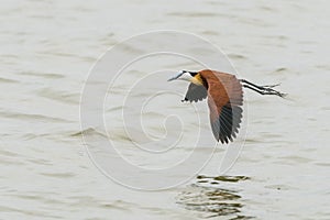 African Jacana in mid flight