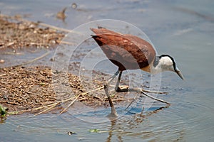 African jacana national park kruger south africa