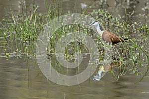 African Jacana in a pond, side view