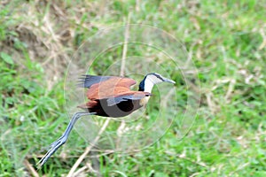 African jacana, Queen Elizabeth National Park, Uganda