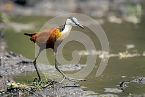 African jacana walks in shallows lifting foot