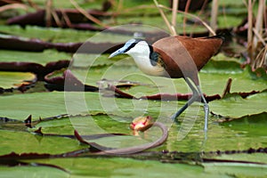 African jacana on water lilies