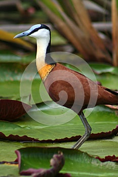 African jacana on water lilies