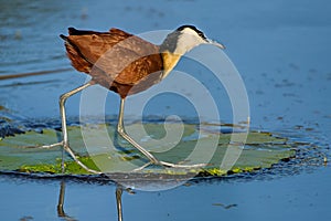 African jacana on water lily leaf