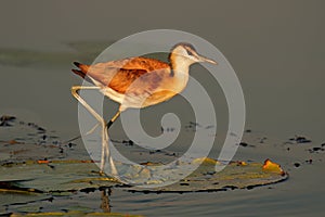 An African jacana on a water lily leaf, South Africa