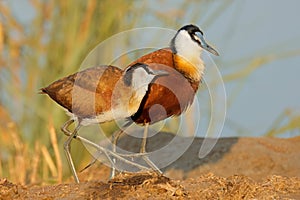 African jacanas in natural habitat, Kruger National Park, South Africa