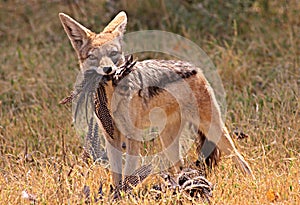 African jackal photo