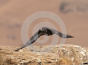 African Jackal Buzzard flying low over rocks