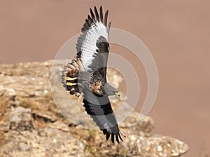 African Jackal Buzzard flying past cliff face