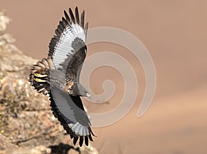 African Jackal Buzzard flying past rock face