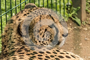 Jaguar in Le Cornell animal park photo