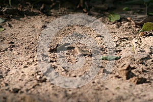 African jungle soil detail texture photo