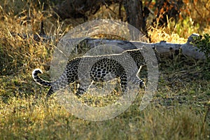 African Juvenille Leopard